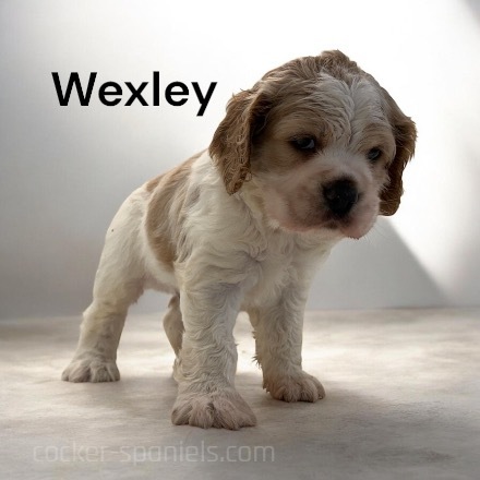 puppy, for, sale, Cocker Spaniel, Joe & Cherri  Overlease, dog, breeder, Miller, MO, dog-breeder, puppy-for-sale, forsale, nearby, find, puppyfind, locator, puppylocator, aca